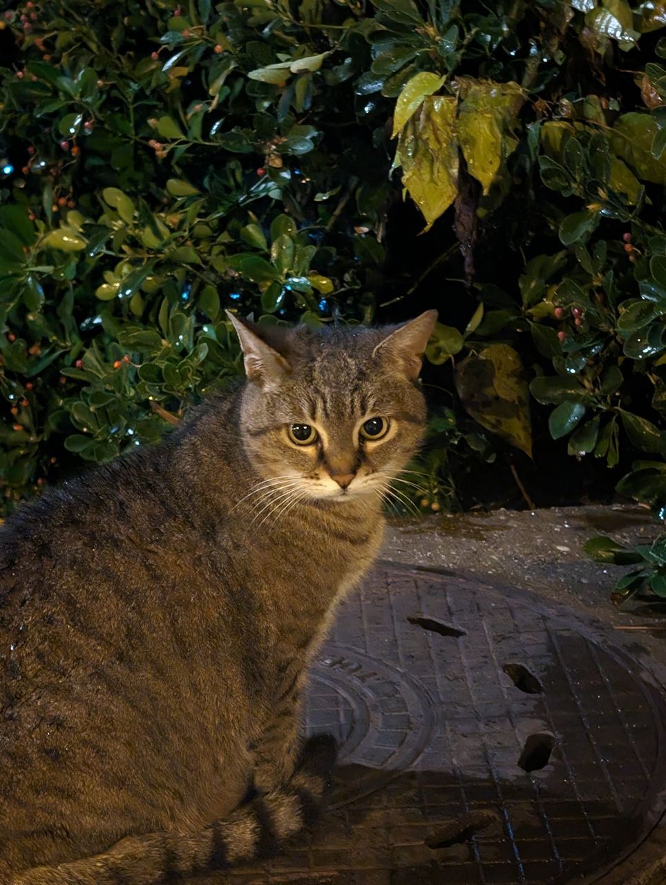 A random cat